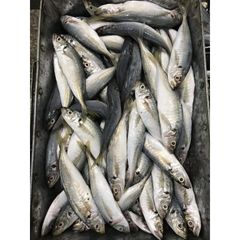 Good High Quality Salt Fish Mackerel Frozen Seafood for Gourmet Menus and Global Markets from Indian Exporter - Image 4