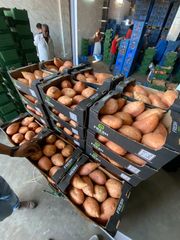Sweet Potatoes (Beauregard Class 1 (L1 / L2 /  XL) 150g – 600g+ - Image 4