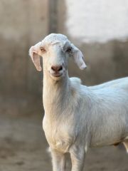 Quality Live Saanen Goats Superior Dairy Animals With High Fertility Strong Immune System Wholesale Price - Image 5