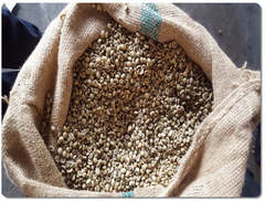 Premium Robusta Coffee beans, green beans, high-quality, Vietnam origin - Image 3