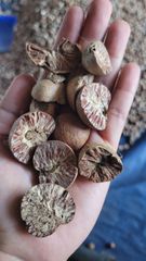 Betel Nut 80/85 grade – product photo 1, product detail gallery