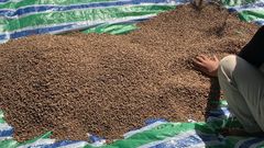 Arabic Coffee Beans - Image 3