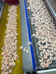 Frozen Cooked PDTO Vannamei Shrimp - Image 2