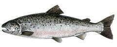 salmon fish. - Image 2