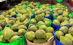 Good Price Frozen Whole Durian from Vietnam So Fresh Premium Quality Musang King/ Ri6/ Monthong Durian Fruit – product photo 6, product detail gallery