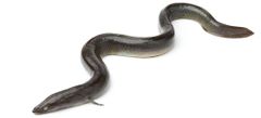 Frozen Conger Eel Supplier & Exporter India | Whole Round & Cut Eel | Bulk Wholesale Seafood - Image 3