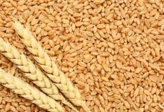 wheat – product photo 1, product detail gallery