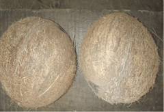 COCONUT – product photo 2, product detail gallery