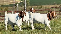 Superior Live Milking Boer  Goats Farm Raised Healthy Dairy Livestock  Cheap Price Offer for export worldwide - Image 4