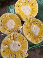 Fresh Jackfruit Export from Vietnam - 100% Organic High Quality (Certification: GAP, HACCP...) - Image 3