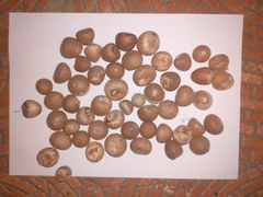 Areca Nuts (Betel Nuts) Indonesia - Image 1