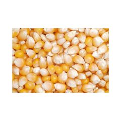 Bulk yellow corn prepared for distributors and retailers with reliable supply - Image 4