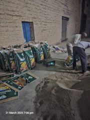 Cumin seeds - Image 2