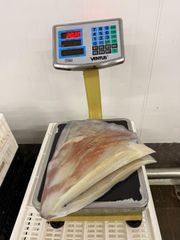 Gigant Squid (Dosidicus Gigas) -  Fillets -  Wings - Tentacles - Image 2
