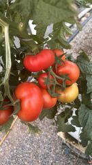 Tomatoe – product photo 2, product detail gallery