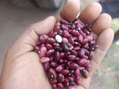 Red kidney bean - Image 2