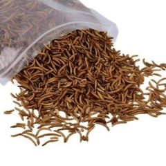 dried mealworm - Image 1
