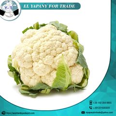 Egypt Quality Fresh Cauliflower Style Fresh Weight (kg) 1.5 Certification BV Place of Origin Egypt Cultivation Type - Image 2