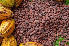 Cocoa Beans for sale. – product photo 1, product detail gallery