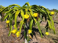 High Quality Fresh Yellow Dragon Fruit Best Price Pitaya with GAP Certification for Plant Application Exported from Vietnam - Image 5