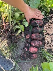 Fresh Potatos, Premium quality (Cheap) – product photo 1, product detail gallery