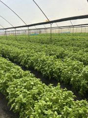 Fresh Grown Basil - Image 1