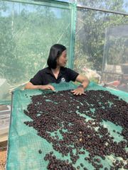 Robusta Green Coffee Beans Dry Processing Method Screen Size 16/18 Single Origin High Quality Export Price – product photo 3, product detail gallery