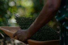 Whole black pepper - Image 4