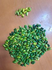 Raw Iranian Pistachio - Image 2