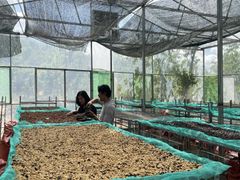 Robusta Green Coffee Beans Dry Processing Method Screen Size 16/18 Single Origin High Quality Export Price – product photo 5, product detail gallery