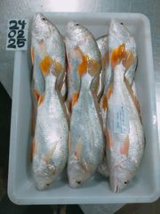 Yellow Croaker Type Frozen Material Yellow Croaker Place of Origin Indonesia Processing Type Block Frozen Shelf Life 24 months at - Image 2