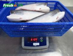 Fish Fillets