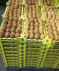 First class kiwi Place of Origin Iran Grade First class kiwi Product Type Kiwi Fruit Appearance High Quality Quality Level Grade One - Image 2