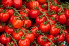 High Quality Fresh  Red Tomatoes for Wholesale - Image 2