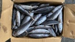 Frozen Bonito Tuna Fish Origin China HS Code 030354 Model NO. Bonito Resource Cultured Trademark Healsea Shelf Life >12 - Image 2