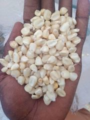 Premium Maize, yellow and white - Image 1
