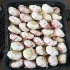 New Crop High Quality Fresh Garlic Best Wholesale Price Directly Exported Commodity From Chinese Supplier - Image 1