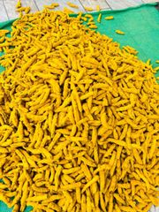 Turmeric Fingers – product photo 3, product detail gallery