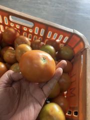 Tomatoes - Image 5