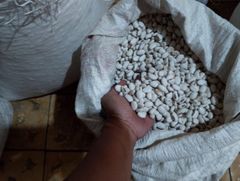 Jack Beans Grade - Image 1