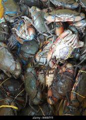 Fresh Live Mud Crabs Available - Image 2