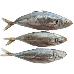 Frozen Salmon Fish/Best quality Frozen Salmon Fish. - Image 2