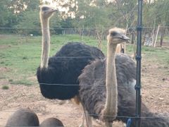 Exotic birds peacocks emus vulturine gunea fowls ostrich - Image 2