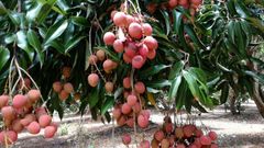 lychee Origin Mauritius Minimum Order 500 Kg Storage Temperature 1 - 2 Degrees C Packaging 5 Kg/carton - 96 Cartons In One - Image 4