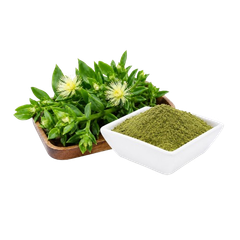 Kanna powder (Sceletium tortuosum) - Image 1