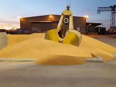 Yellow corn non GMO on FOB - CIF - Image 4