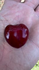 Fresh Sweet Cherry Size 30–32+ Mm Origin Republic Of Moldova Varieties Regina, Kordia, Rocket Packaging 5 Kg Premium Wooden - Image 1
