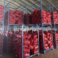 Best Quality Natural Vegetables Best Stock Bulk 100% Fresh farm healthy Onion at Low Prices Wholesale – product photo 4, product detail gallery