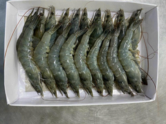 Frozen Vannamei Shrimp HOSO Grade A - Image 2