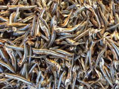 Dried Anchovies VIETNAM Wholesale - Premium Quality Export - Image 1